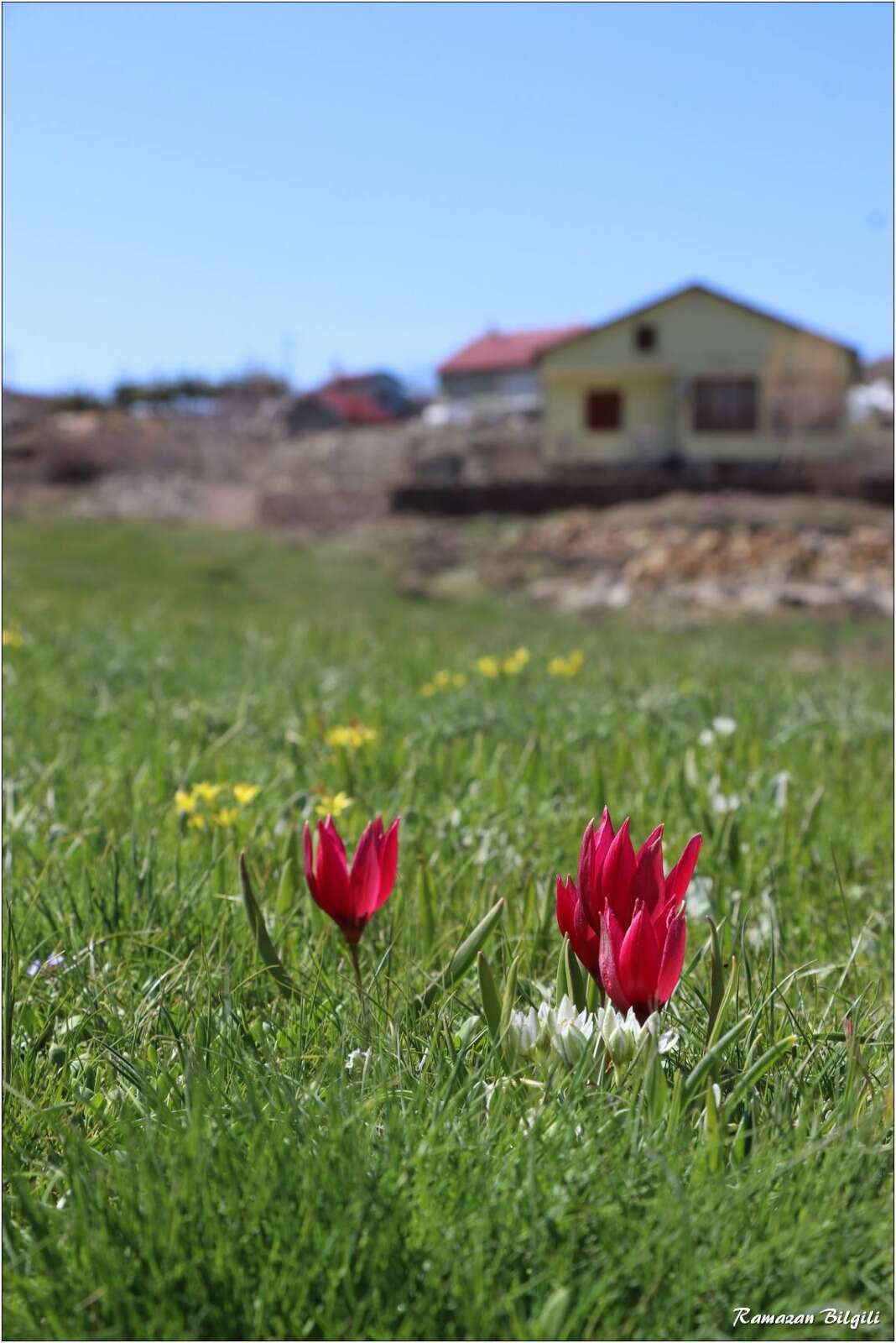 Konya’da doğa canlandı, kartpostallık bahar manzaraları çıktı 19